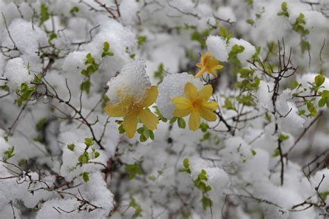 How to Grow and Care for Winter Jasmine