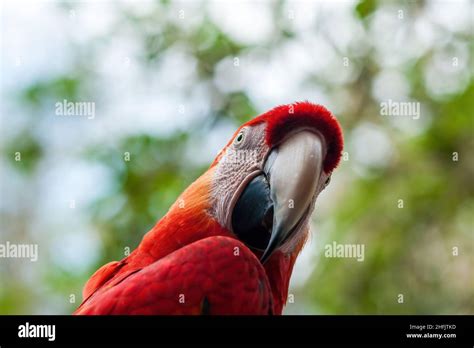 Macaws Are A Group Of New World Parrots That Are Long Tailed And Often