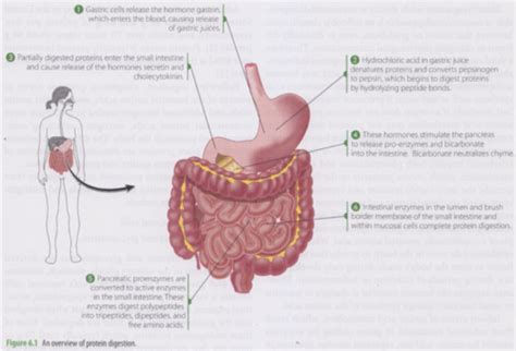 Exam 4 Protein Digestion Flashcards Quizlet