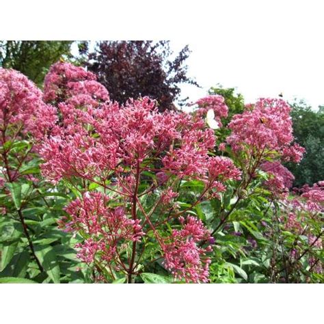 Leverkruid Koninginnekruid Eupatorium Maculatum Atropurpureum