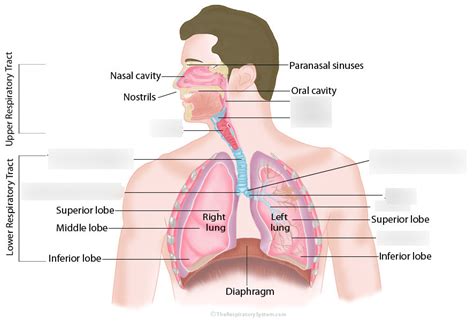 Respiratory Labeling Diagram Quizlet