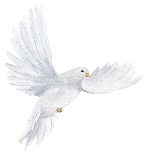 Watercolor White Dove Hand Drawn Watercolor Illustration Stock