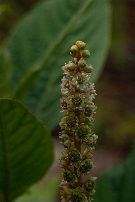 Flora Of Zimbabwe Species Information Individual Images Phytolacca