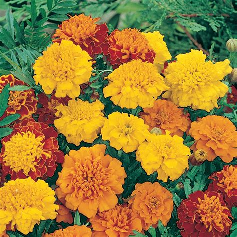 Unwins French Marigold Marionette Mix Seeds Flowers Unwins Uk