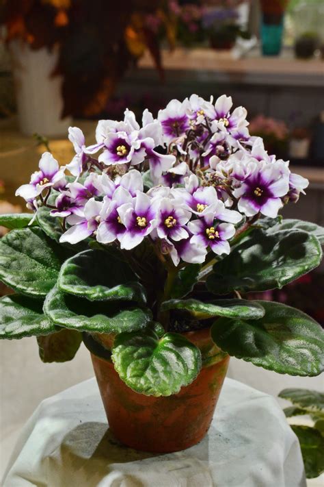 非洲堇 ‘Optimara My Love’ – 菁芳園綠生活