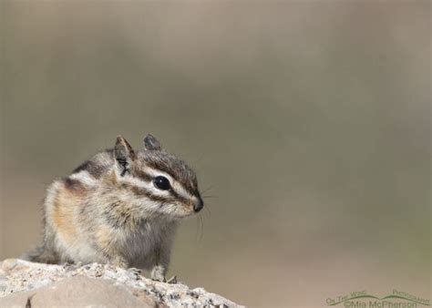 Spring Least Chipmunk High In The Wasatch Mountains On The Wing