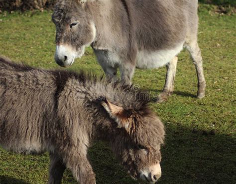 Dwarf donkeys stock image. Image of khaoyai, animal, grazing - 87265423