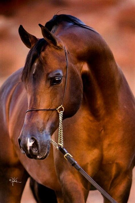 Egyptian Arabian Stallion Beautiful Arabian Horses Majestic Horse