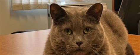 NB SPCA | Norman, NBSPCA’s top cat, was an abandoned animal