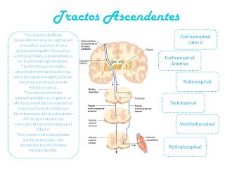 Blog De Fisiolog A Uas De Gisselle Gpe Camarillo Ramos Tractos