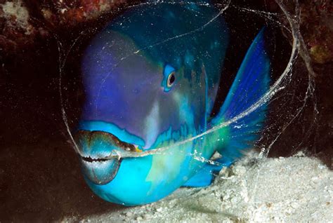 Protecting The Parrotfish