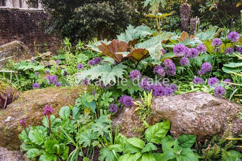 Carole Drake Rheum Palmatum Amongst Purple Alliums Ferns Phlomis