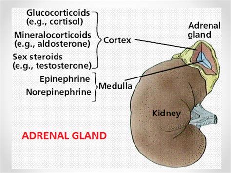 Adrenal Tumor Classification Management Easy Explanation