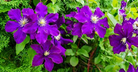 15 Best Flowering Clematis Plants For Shade Horticulture Co Uk