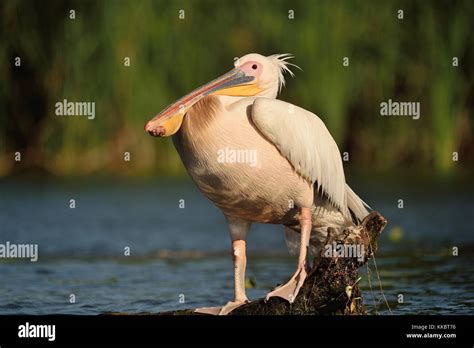 Danube Delta Birds Stock Photo - Alamy