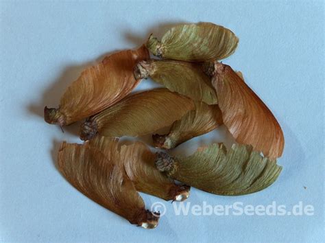 Banisteriopsis caapi, Banisteria caapi, Ayahuasca - Seeds - plants ...