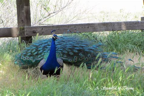 Peacocks At The Park