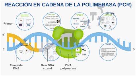 ReacciÓn En Cadena De La Polimerasa Pcr By Reacción Cadena Polimerasa Pcr On Prezi