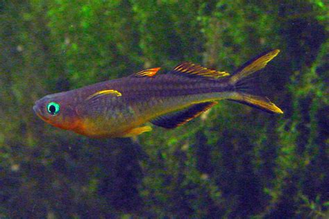 Forktail Rainbowfish Species Profile And Care Insights