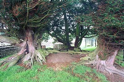 Chesters Roman Fort - Ancient Yew Group