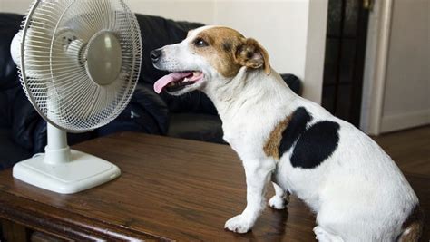 How Do Dogs Keep Cool In Hot Weather