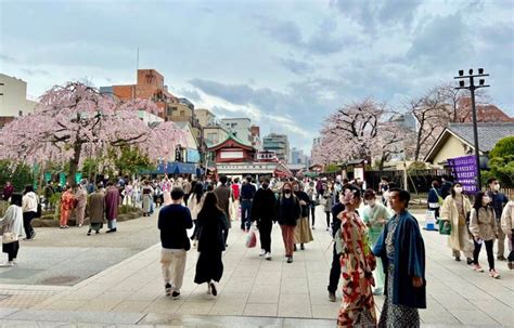 今日の浅草。 気温が上がってきたので仲見世の桜もいっきに開花が進みました。今にも 浅草観光連盟