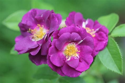 9 Dark Purple Roses For Your Garden - SONG OF ROSES