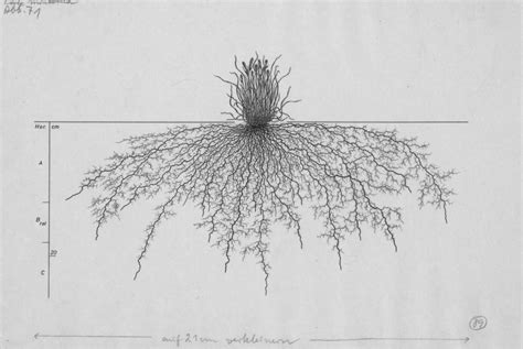 A Library Of Plants Root System Maps For Planting Design Pith Vigor By Rochelle Greayer