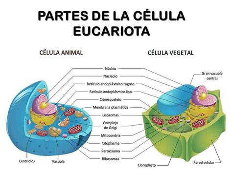 Las Células Eucariotas descubre todo sobre este tipo de celula