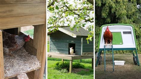 Quelle litière choisir pour les poules au poulailler Tree Trunk Shed