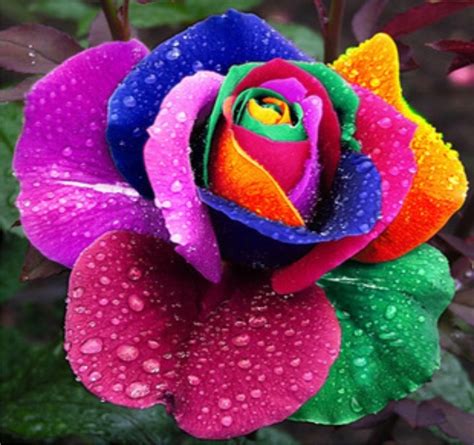 Hermosas Flores Rosas Arco Iris Semillas S En Mercado Libre