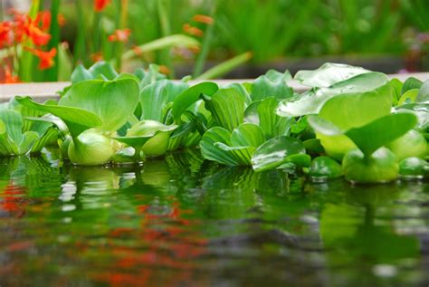 Wasserpflanzen Teich Edu Svet Gob Gt