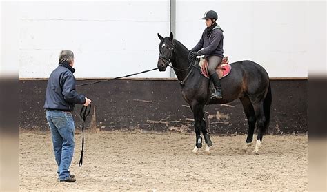 Het Introduceren Van De Hulpen Bij Een Jong Paard Het Onafhankelijke