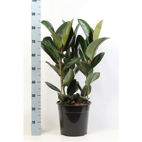 Ficus Elastica Robusta Toef 3 Stekken Pp FF049 27ROB FloraXchange