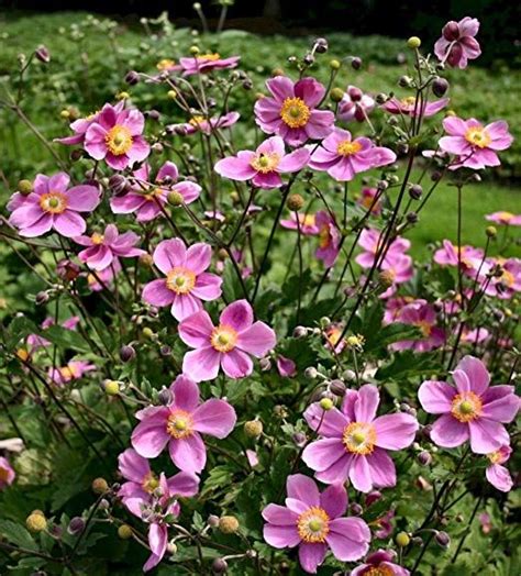 Anemone Hupehensis Praecox Japanese Anemone Plant In 105cm Pot