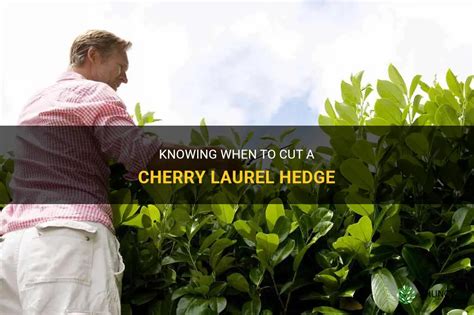 Knowing When To Cut A Cherry Laurel Hedge | ShunCy