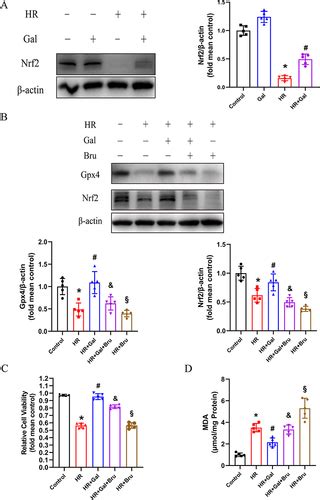 Full Article Galangin Attenuates Myocardial Ischemic Reperfusion