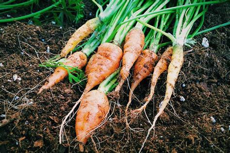 How To Grow Carrots In Containers Gardener S Path