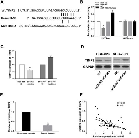 TIMP2 Is A Direct Target Of MiR 93 A The Predicted Complementary