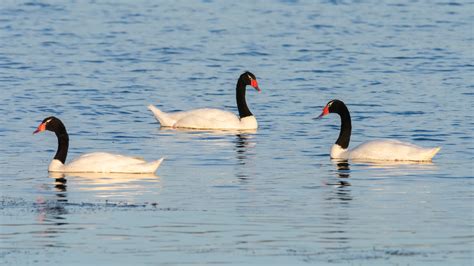 Sobe para 19 número de focos de influenza aviária em aves silvestres no