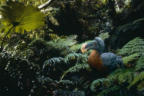 Bio-engineering firm touts plan to 'de-extinct' dodo bird