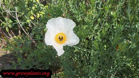 Romneya Coulteri How To Grow And Care