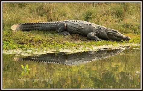 Mugger Crocodile | Mugger Crocodile that we bumped into alongside the ...