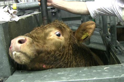 Schlachthof So Leiden Und Sterben Tiere In Schlachth Fen