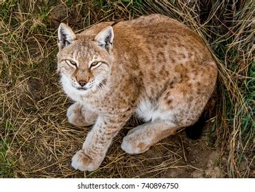 Endangered Canada Lynx Summertime Stock Photo 740896750 | Shutterstock