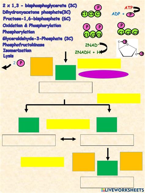 The Colours Of Glycolysis Worksheet Live Worksheets