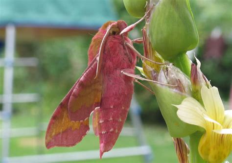 Elephant Hawk Moth Life Cycle