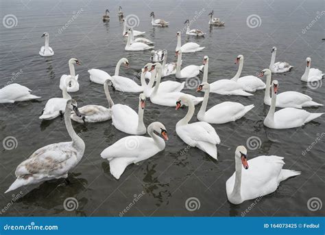 Flock Of Swans Lots Swan Birds Wintering At Lake Stock Image Image