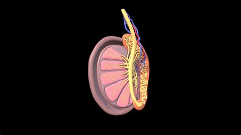 Anatomy Of Human Testis Download Free 3d Model By Friso Jansen