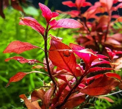 Planta Para Aquários Plantados Ludwigia Mini Super Red Mercadolivre